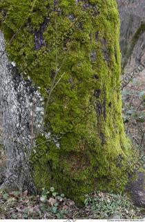 Photo Textures of Moss